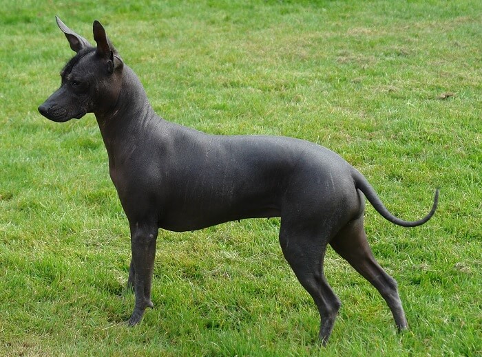 hairless mexican dog