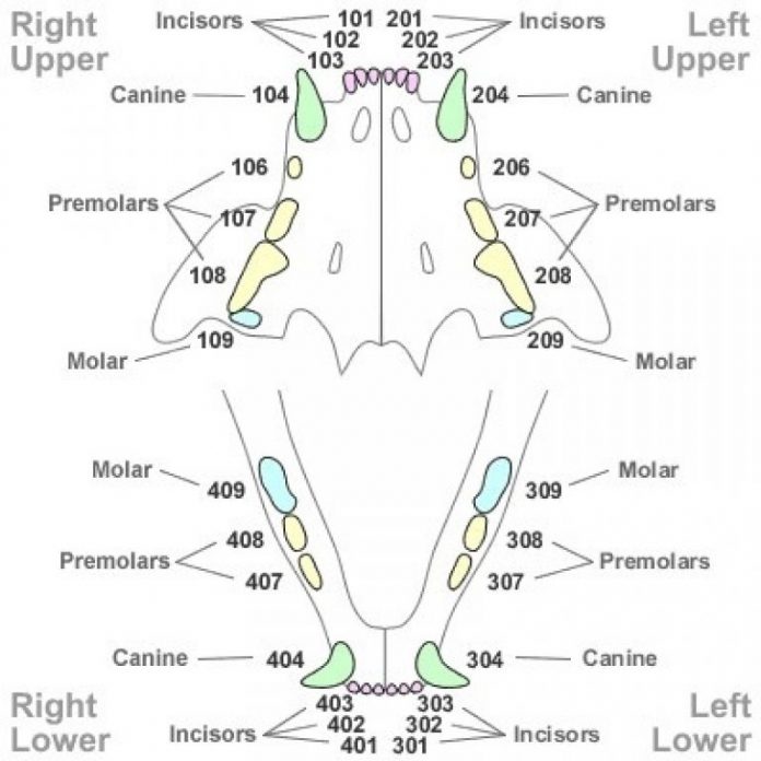 dental-anatomy-of-dogs