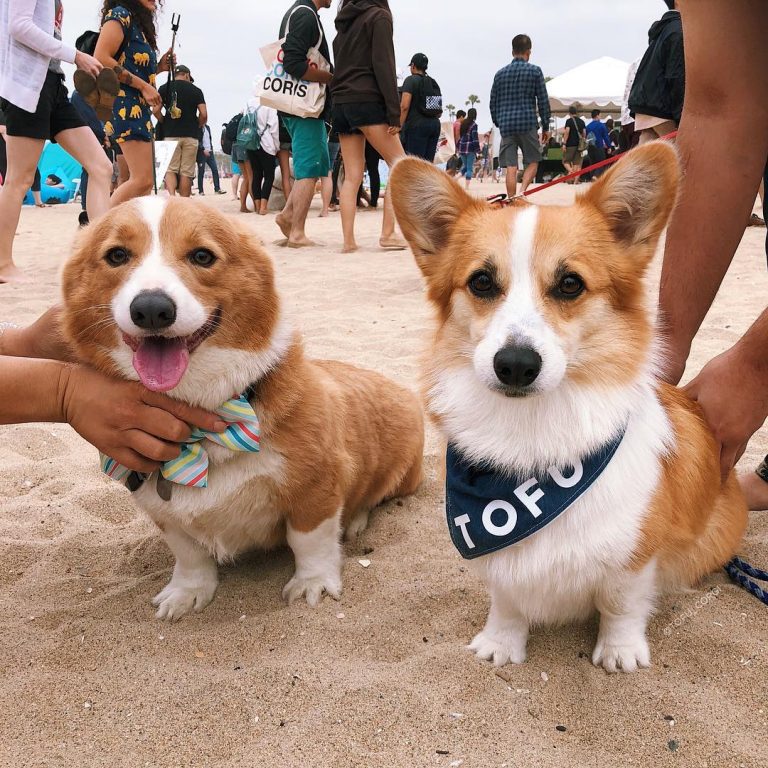 Corgi Beach Party this weekend...And you are all invited