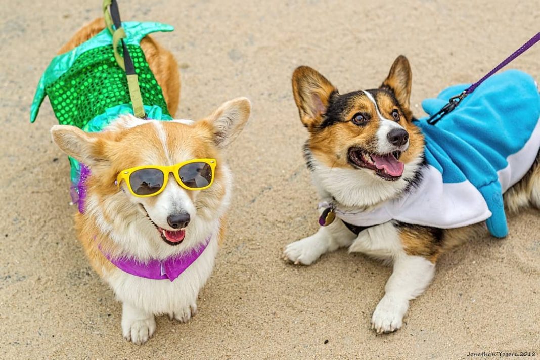 Corgi Beach Party this weekend...And you are all invited