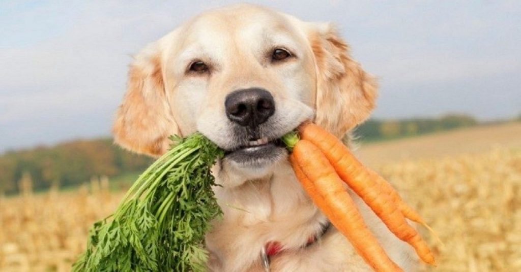 How to persuade a dog to eat vegetables?