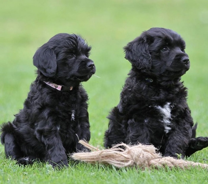 Portuguese Water Dog puppies