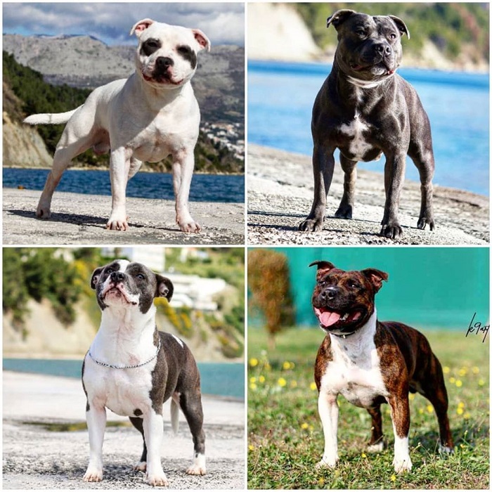 Staffordshire Bull Terrier