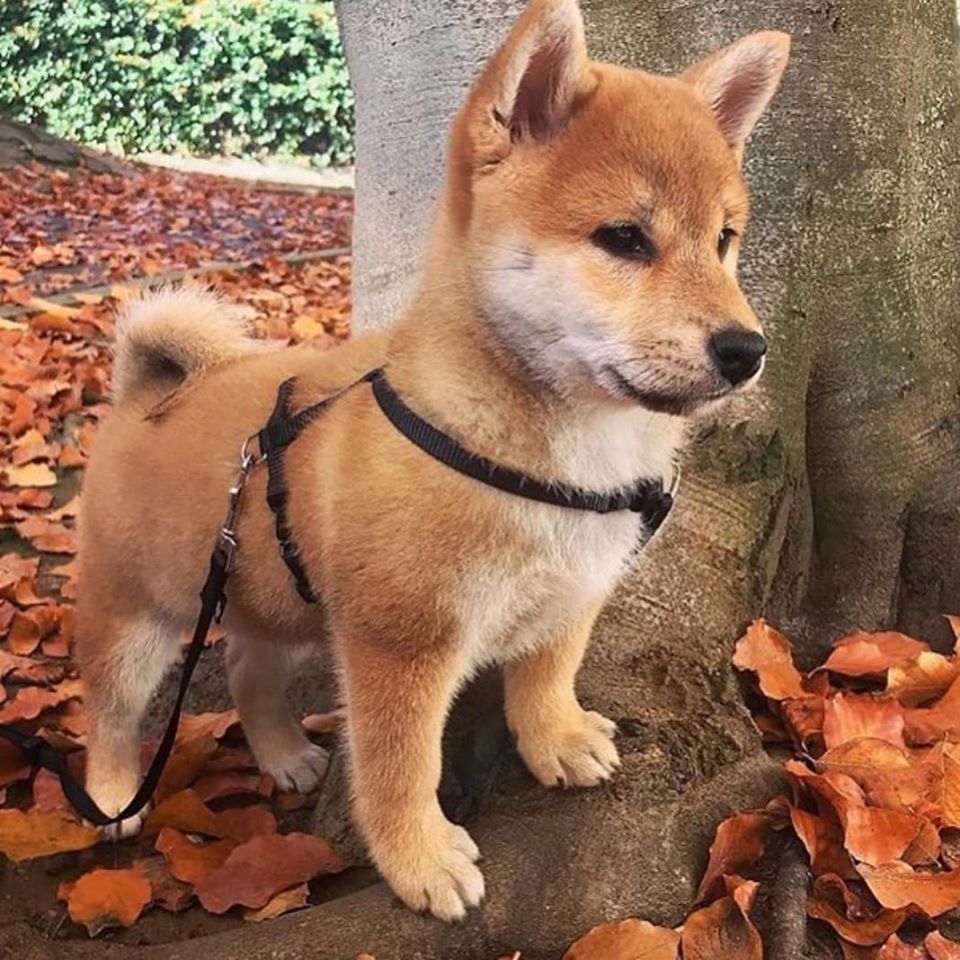 The Shiba Inu Dog Breed: A Comprehensive Guide to Japan's Beloved ...