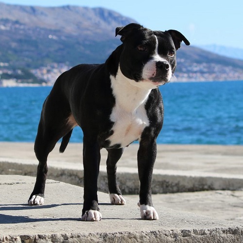 Staffordshire Bull Terrier