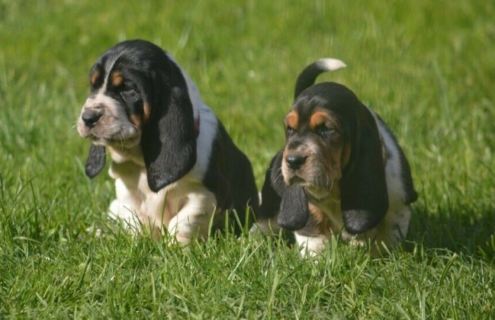 basset hound puppies