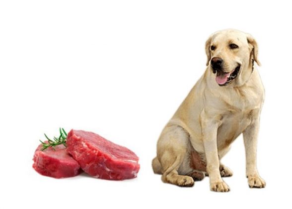 Can dogs eat horse meat? | Myth or Truth