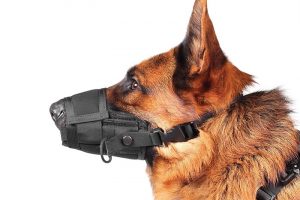 best muzzle for dogs forum