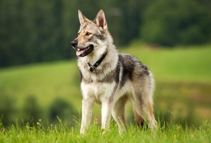 How Much Wolf Is in Your Dog's Behavior?