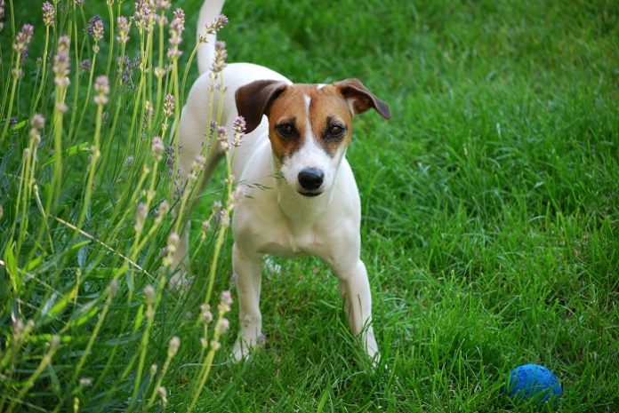 Jack Russell Terrier | Dog Breed Infromation