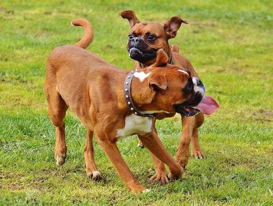 big boxer dogs
