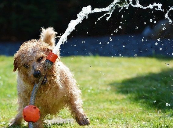 Why Won't My Dog Drink Water? | Why Dogs Can Become Dehydrated