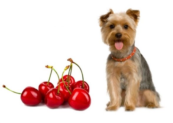 Can Dogs eat Cherries? | Myth or Truth