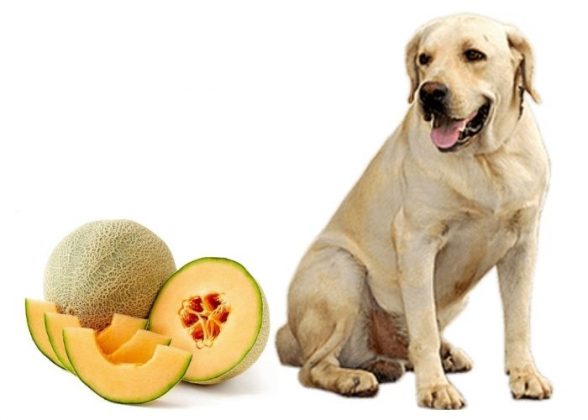 can-dogs-eat-melon