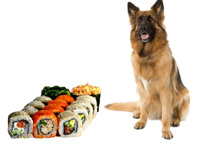  Can Dogs Eat Sushi 